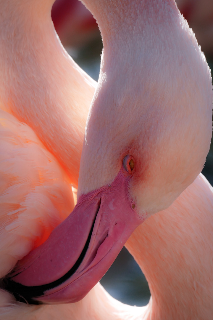 Schöner Flamingo im Porträt