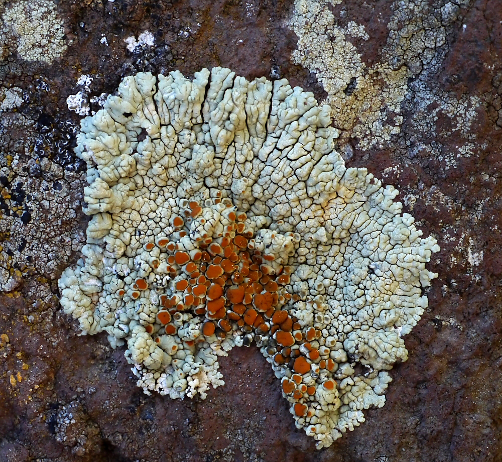 Schöner Fleck auf Vulkangestein