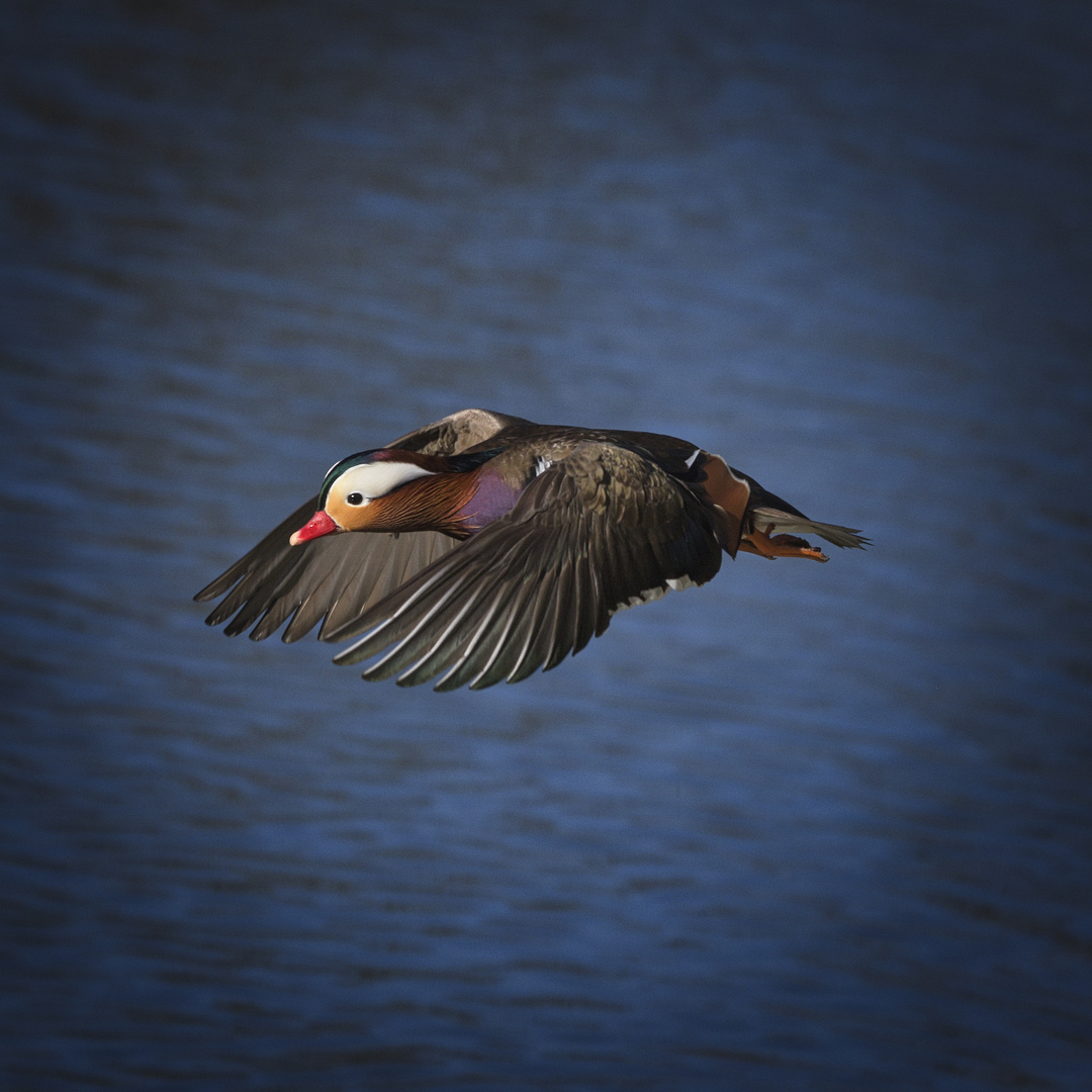 Schöner fliegen