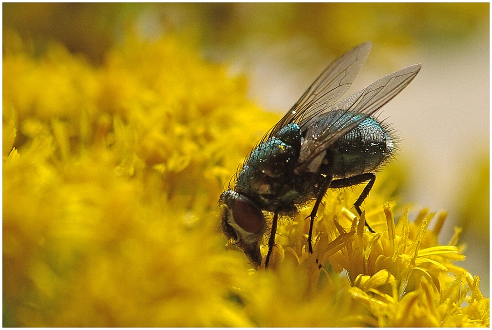 Schöner Fliegen