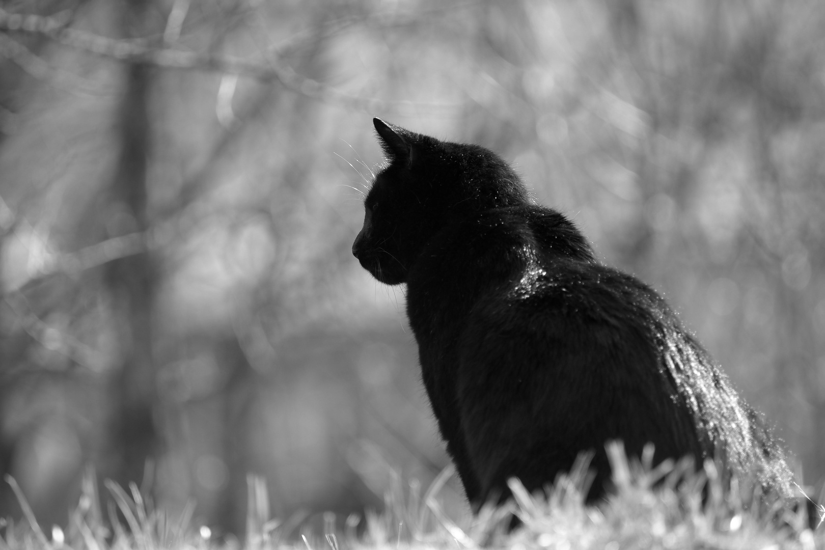 schöner fremder kater