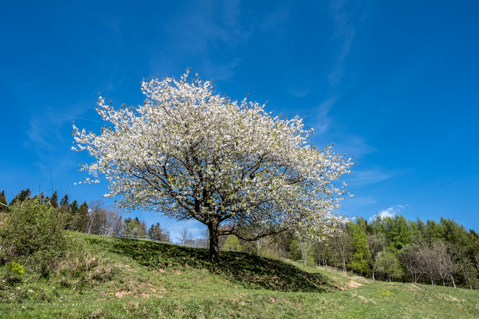 Schöner Frühling