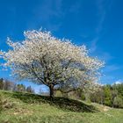 Schöner Frühling