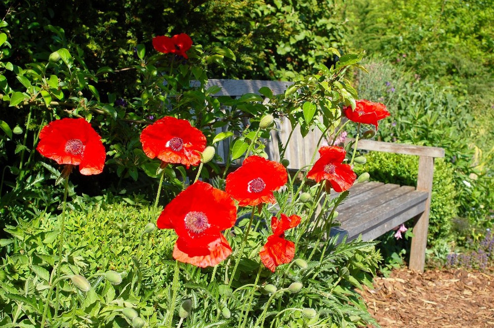 Schöner Garten