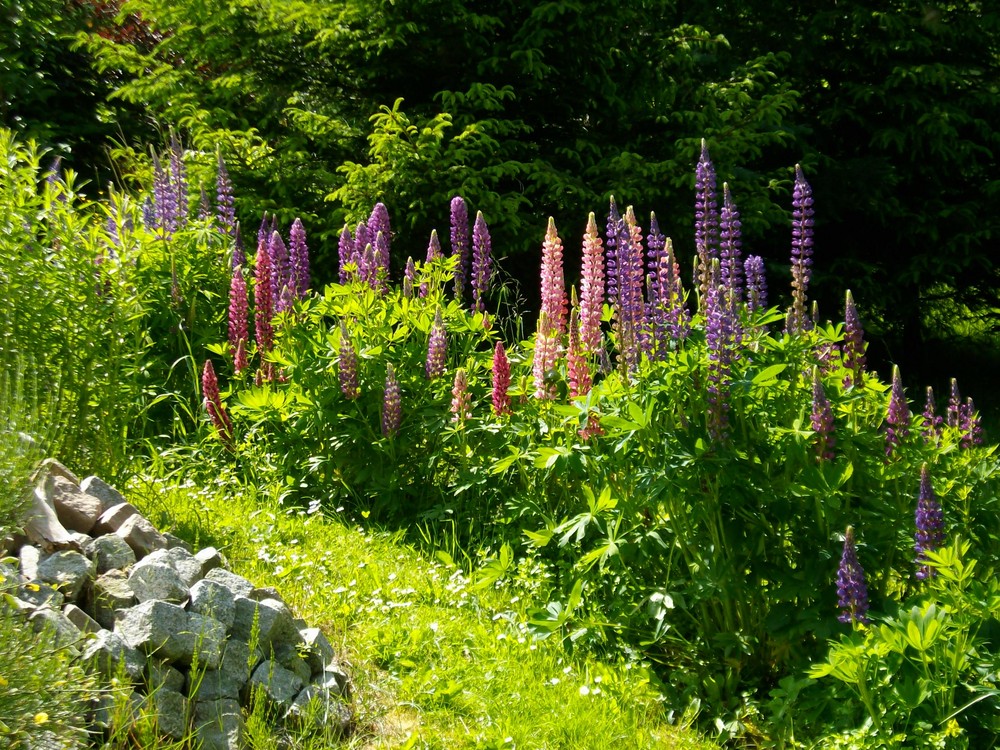 "schöner Garten"