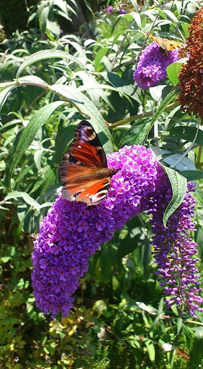 Schöner Garten Besucher