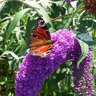 Schöner Garten Besucher