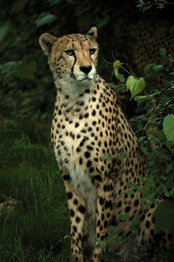 Schöner Gepard