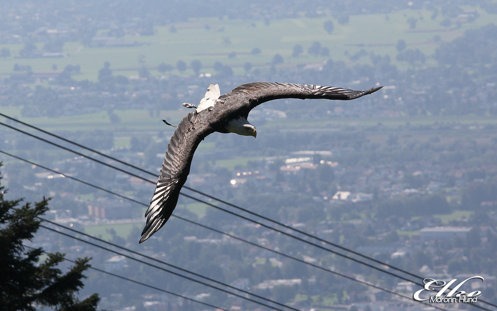 schöner Gleitflug