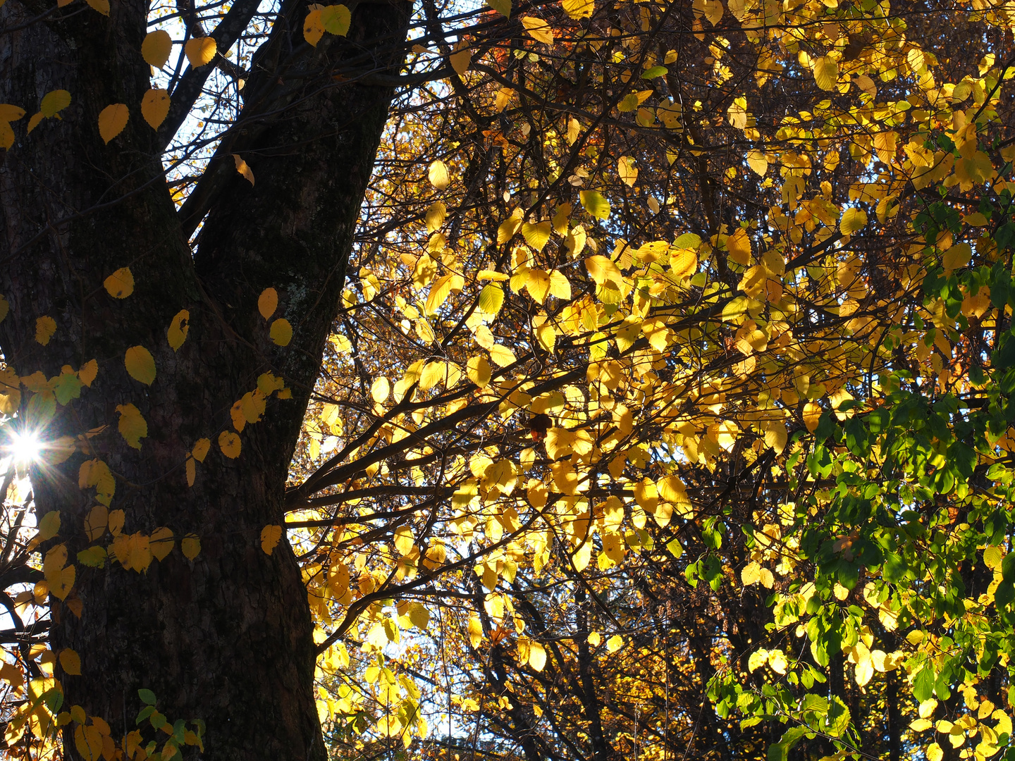 Schöner goldener Herbst