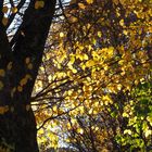 Schöner goldener Herbst