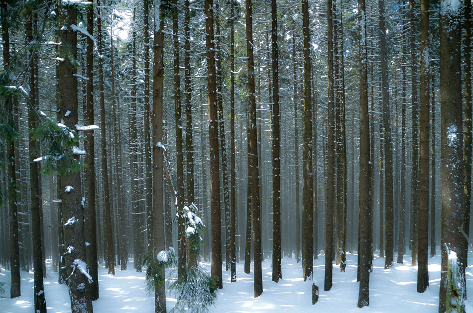 Schöner Harz