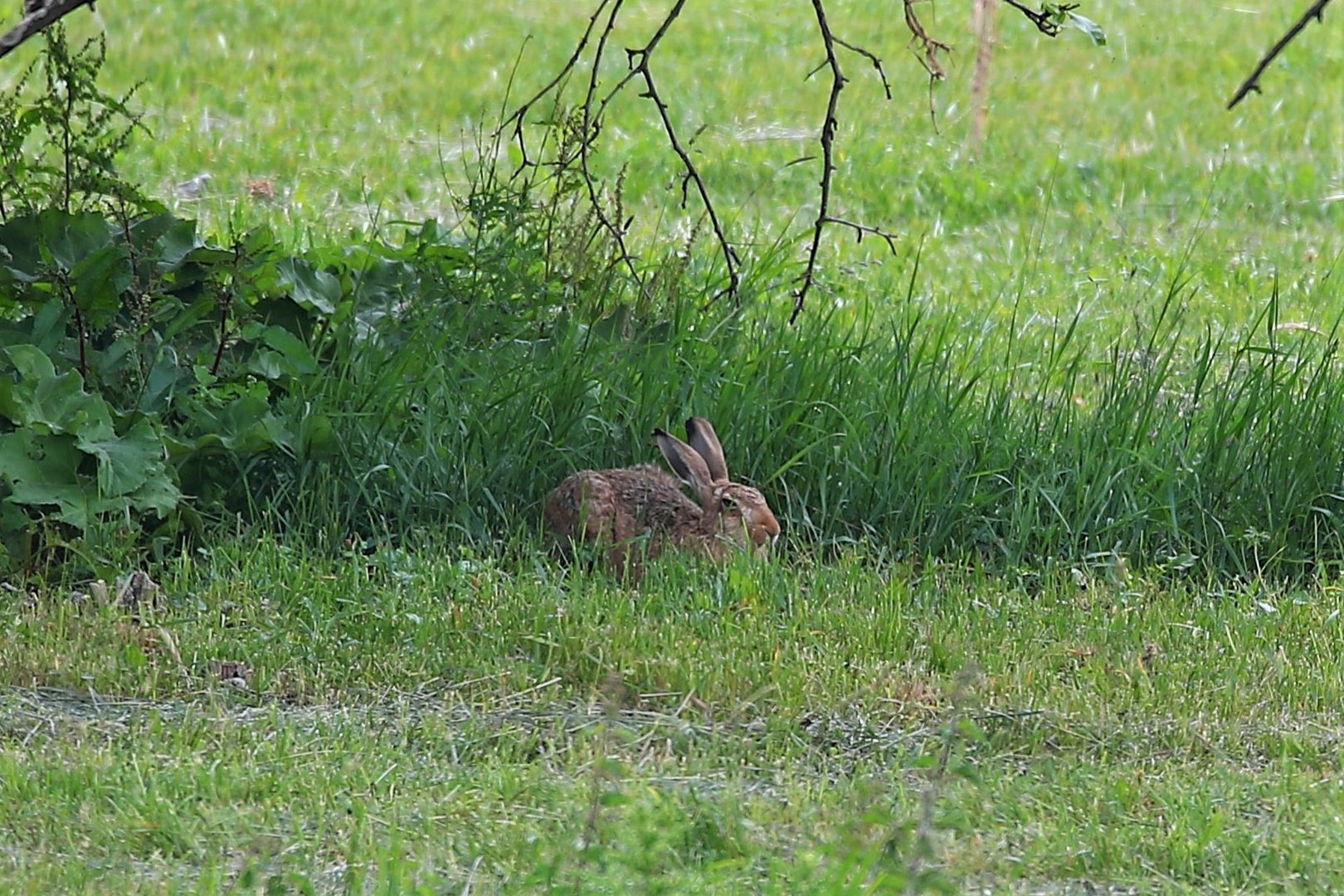 Schöner Hase..