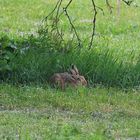 Schöner Hase..