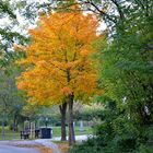 Schöner Herbst