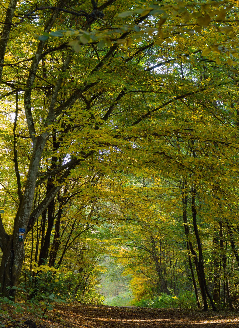 Schöner Herbst