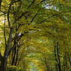 Schöner Herbst