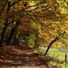 Schöner Herbst (7)