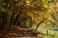 Schöner Herbst (7)