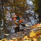 Schöner Herbst (9)