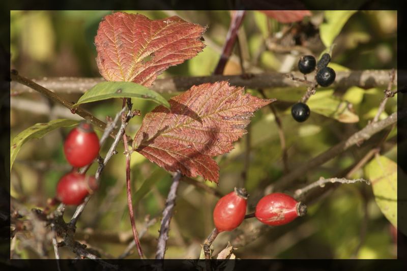 Schöner Herbst