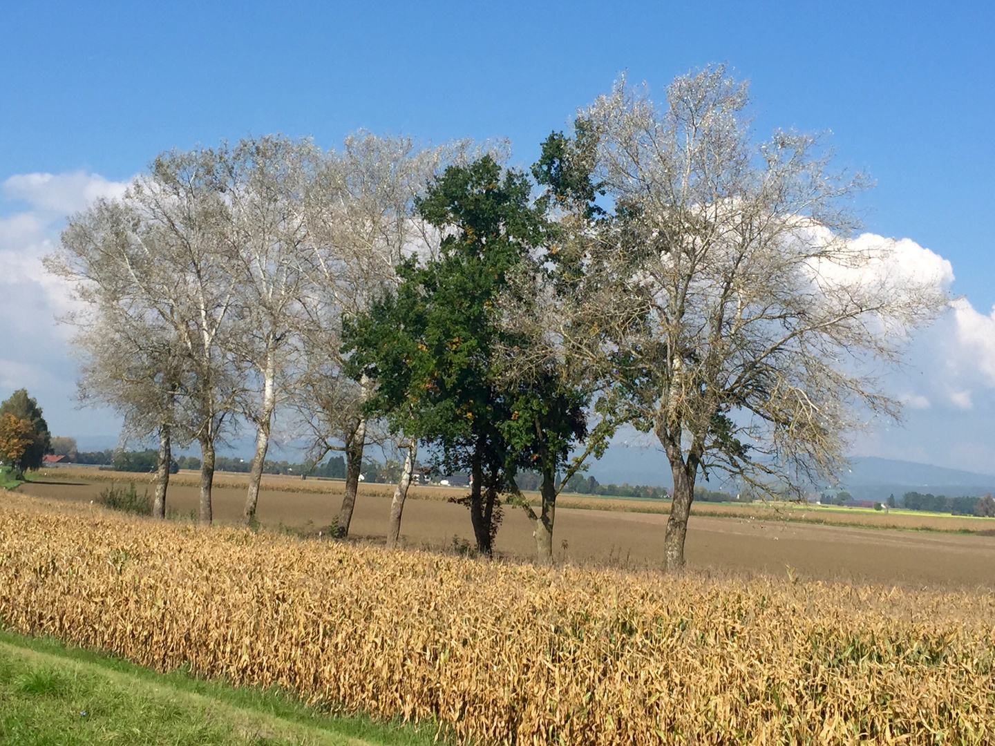 Schöner Herbst