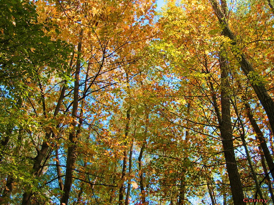 Schöner Herbst