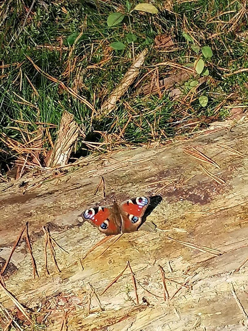 Schöner Herbst