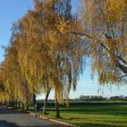 Schöner Herbst in einer der wenigen Alleen