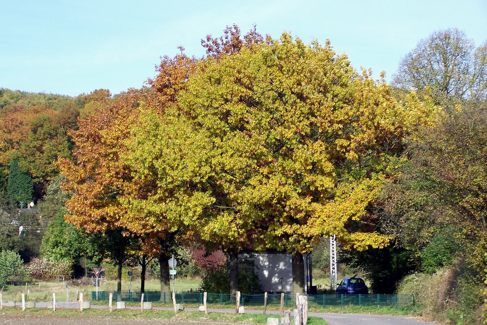 Schöner Herbstbaum!