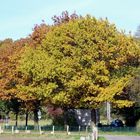 Schöner Herbstbaum!