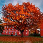 @schöner Herbstbaum