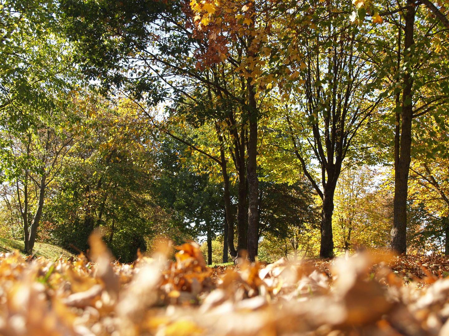 Schöner Herbsttag