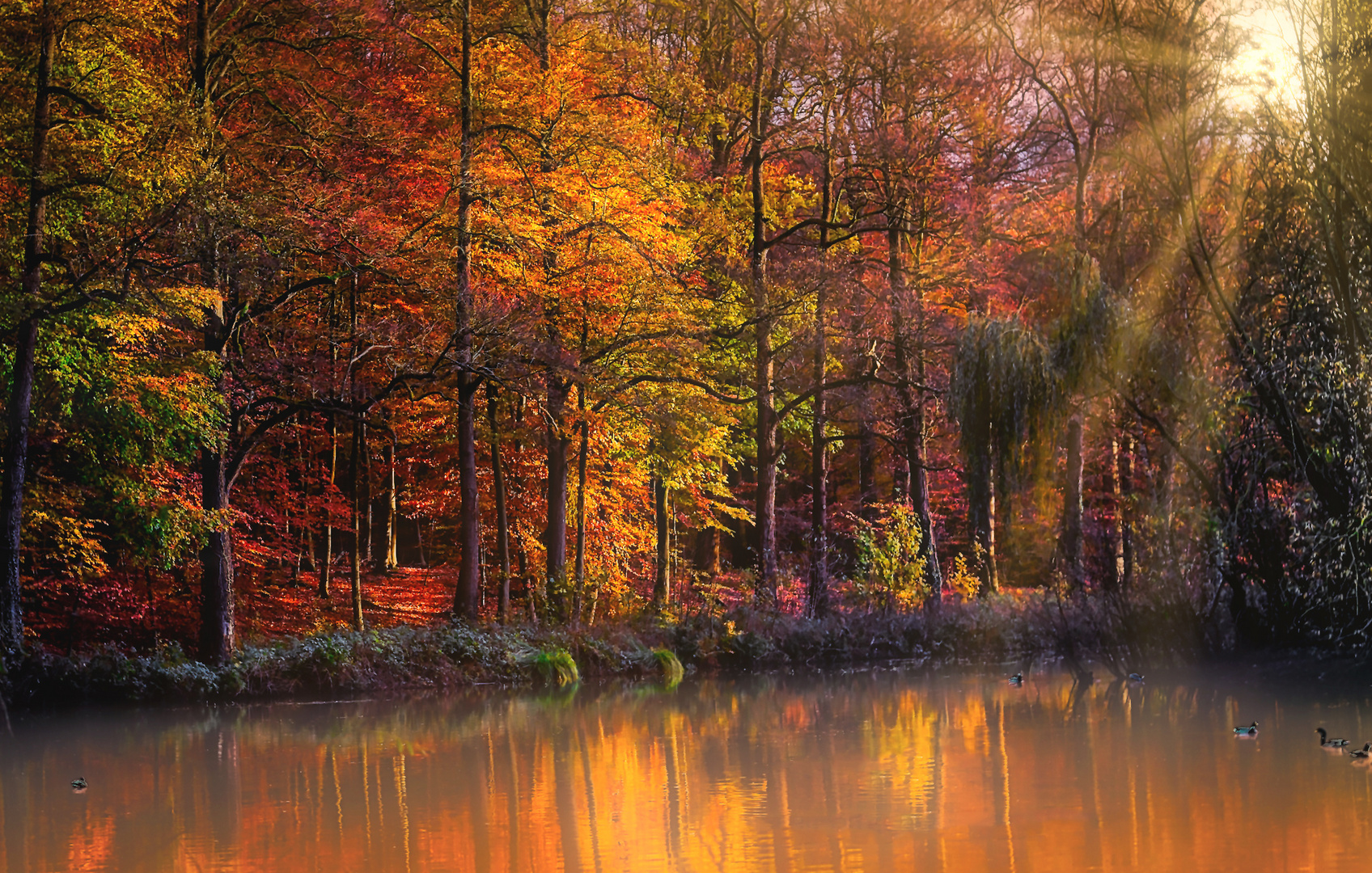 Schöner Herbsttag im Klosterwald Loccum