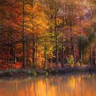 Schöner Herbsttag im Klosterwald Loccum