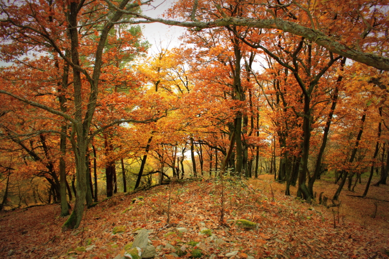 Schöner Herbstwald