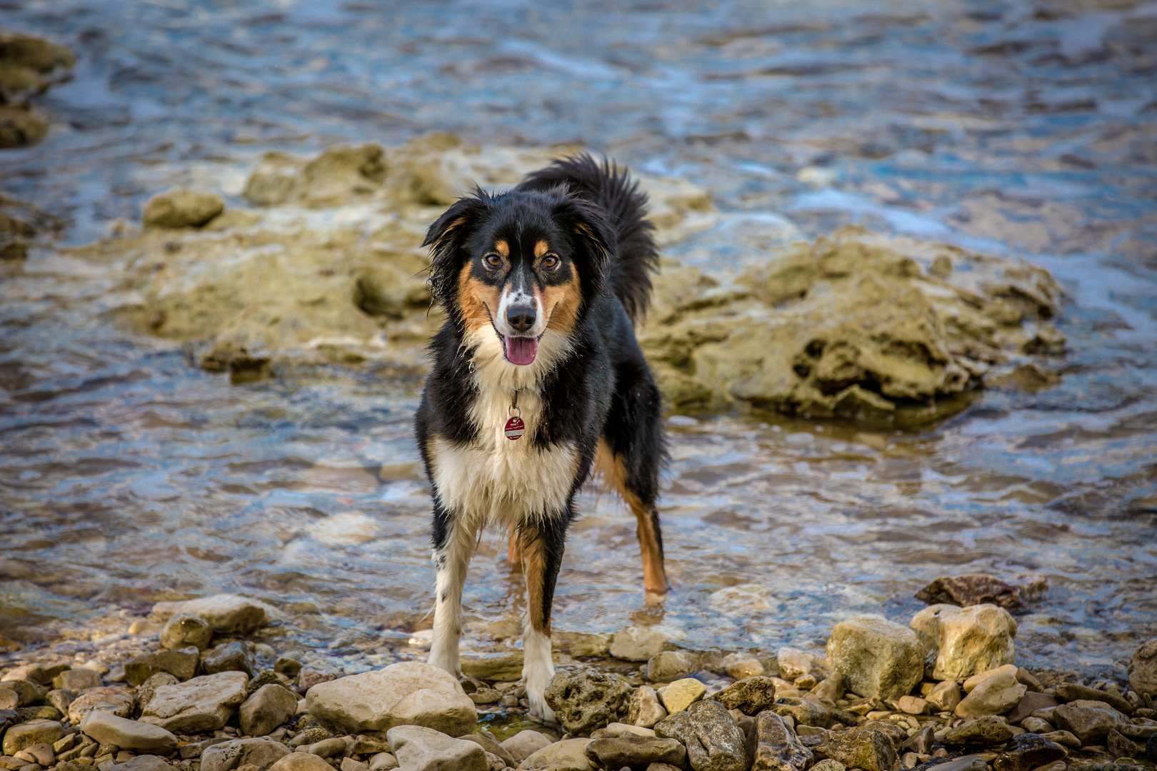 Schöner Hund