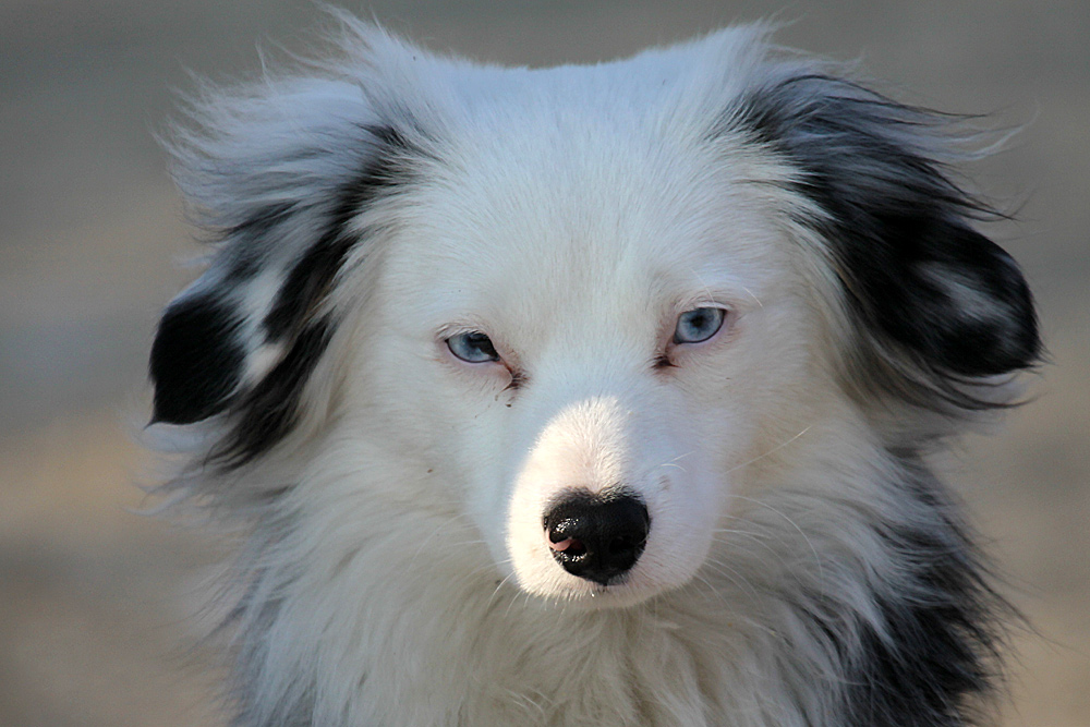 Schoener Hund mit blauen Augen