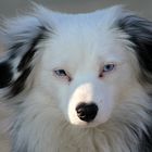Schoener Hund mit blauen Augen