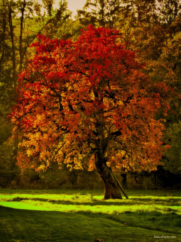 Schöner kann der Herbst kaum leuchten