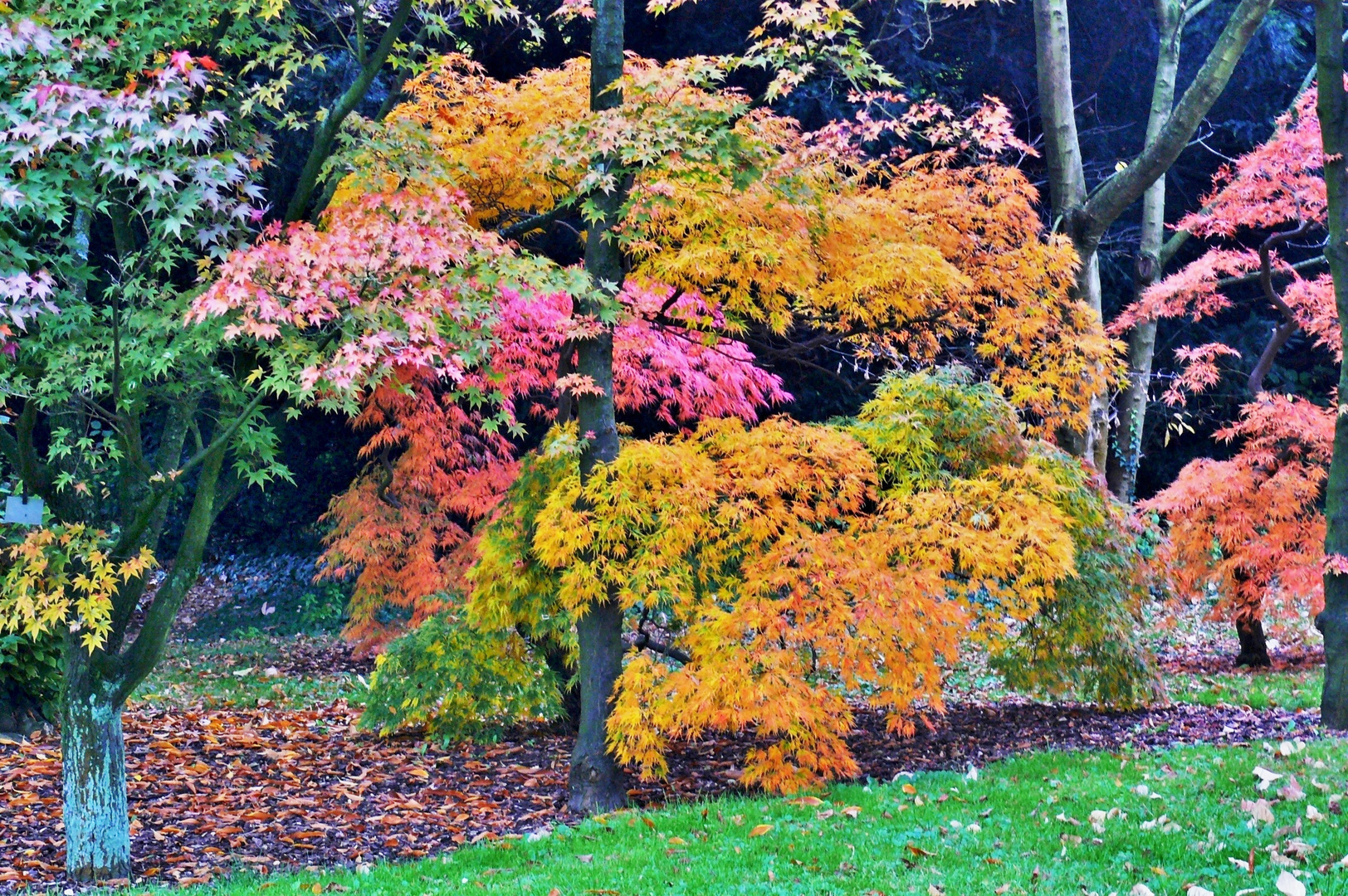 Schöner kann ein Baum im Herbst nicht strahlen