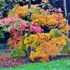 Schöner kann ein Baum im Herbst nicht strahlen