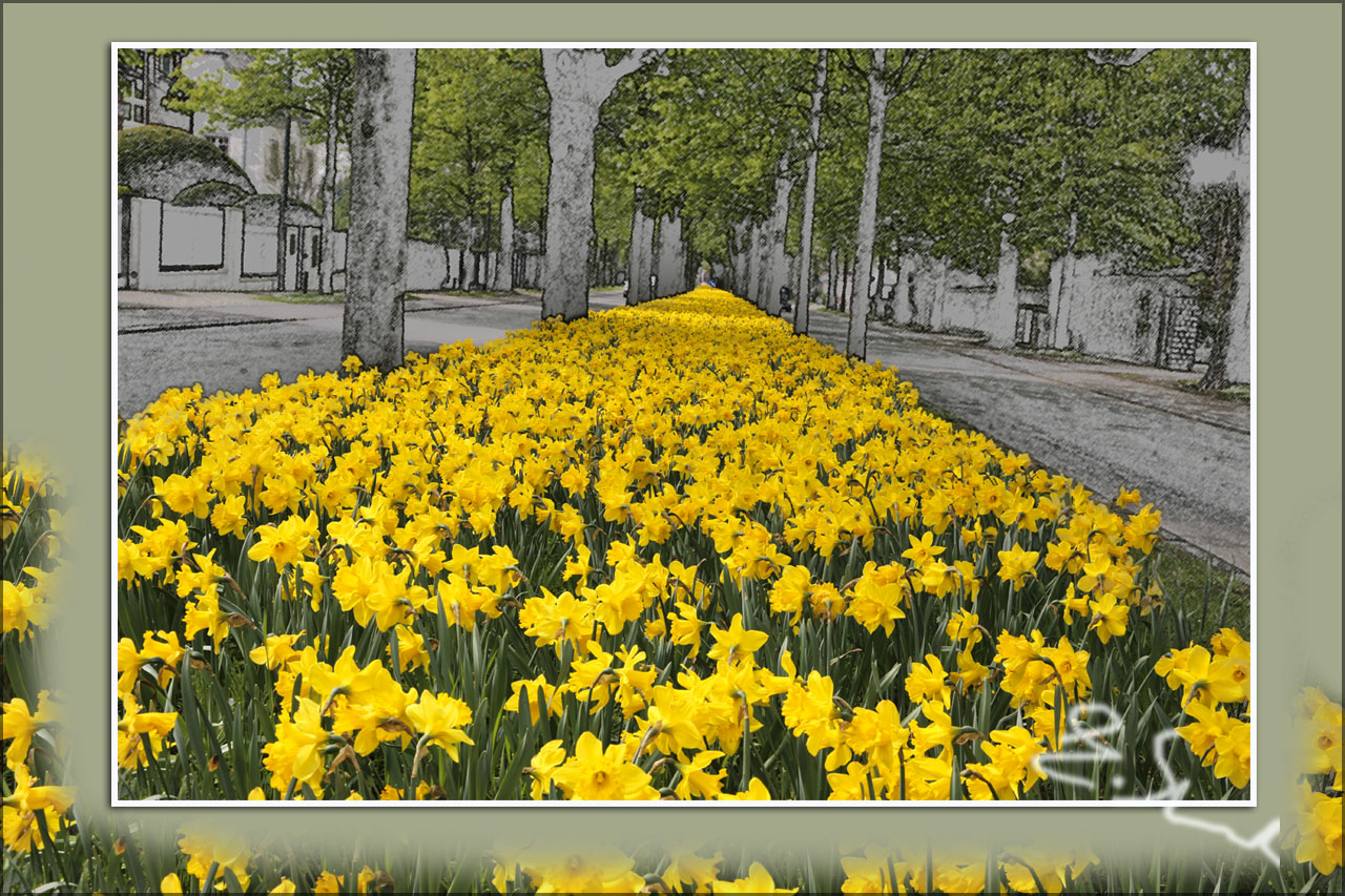 Schöner kann eine Allee im Frühling nicht aussehen.....