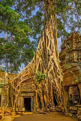 Schöner kann eine Würgefeige nicht würgen
