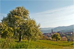 schöner kann Frühling nicht sein.