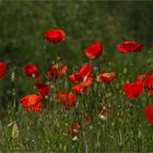 Schöner Klatschmohn