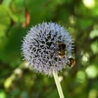 Schöner Landeplatz für Bienen