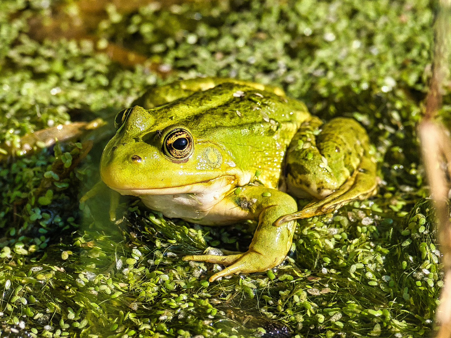 Schöner Laubfrosch