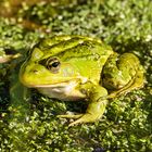 Schöner Laubfrosch