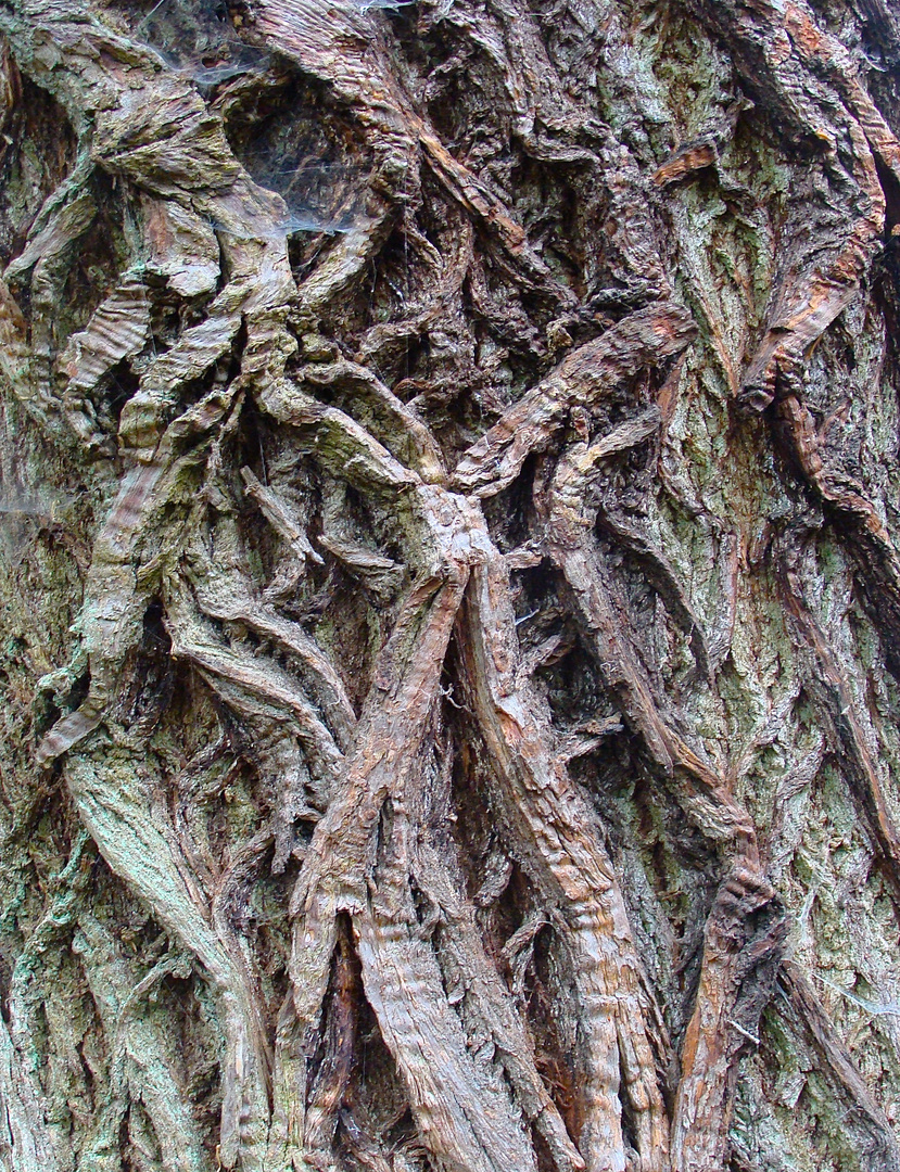 schöner merkwürdiger Baum